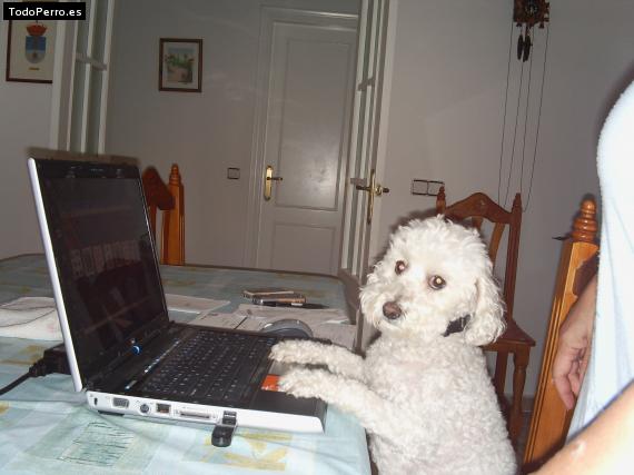 La foto del perro