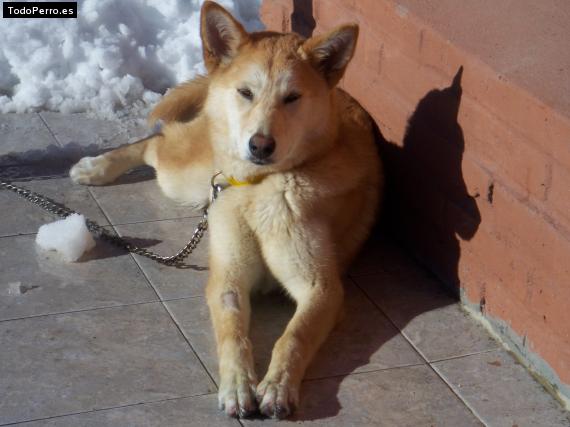 La foto del perro