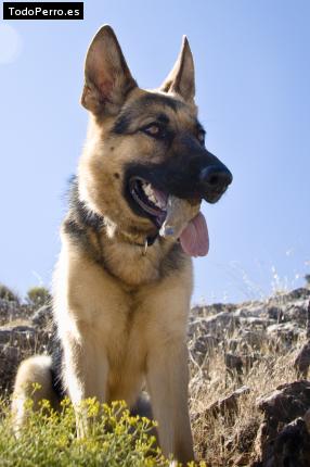 La foto del perro