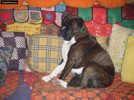Foto del perro Wanda