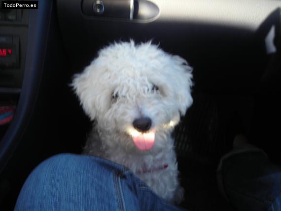 La foto del perro