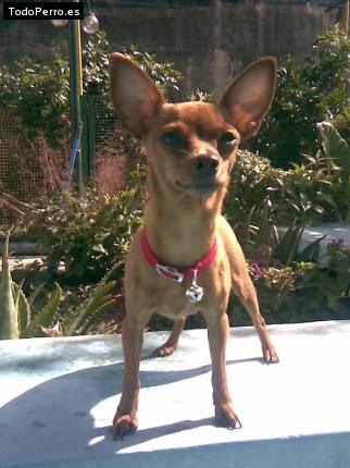 La foto del perro
