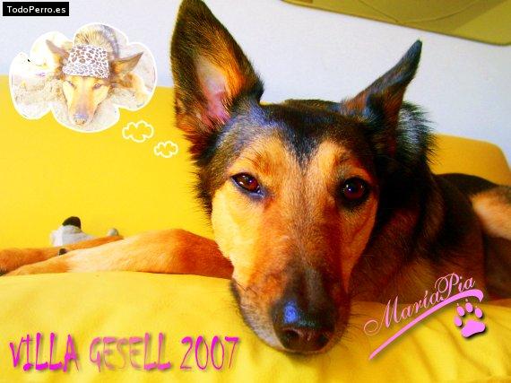 La foto del perro