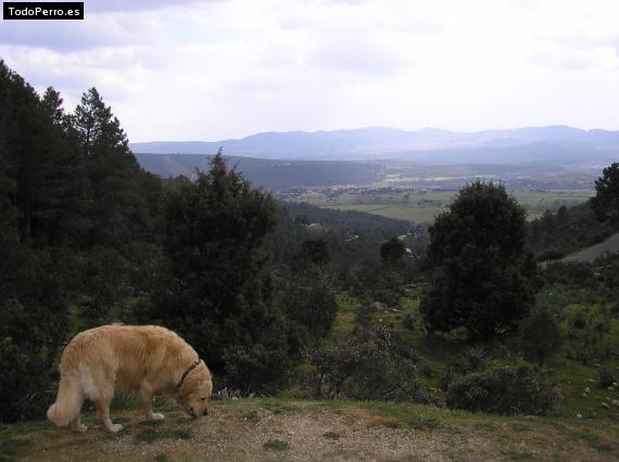La foto del perro