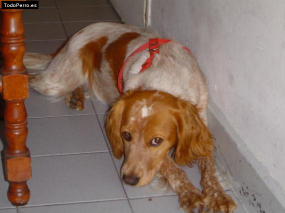 La foto del perro