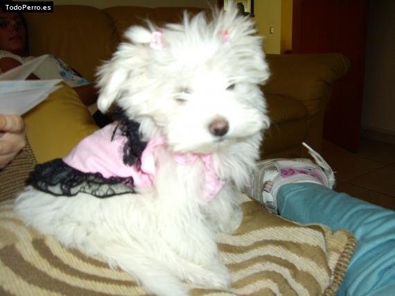 La foto del perro