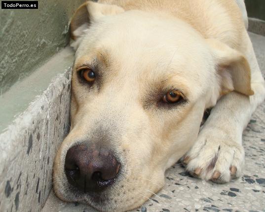 La foto del perro
