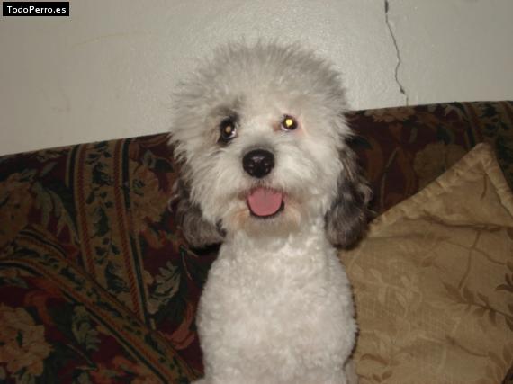 La foto del perro