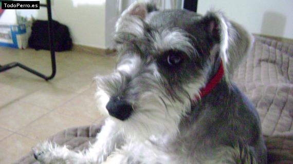 La foto del perro