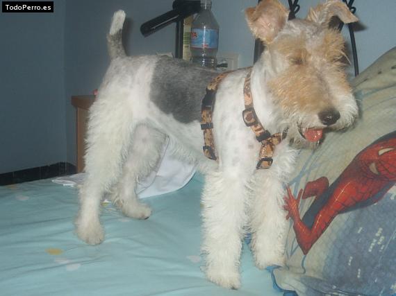 La foto del perro