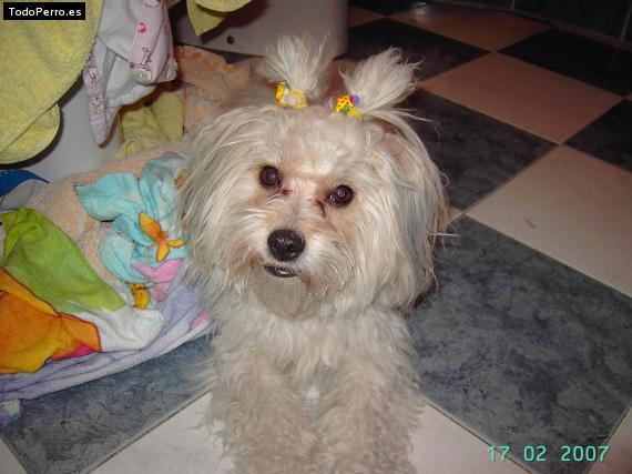 La foto del perro
