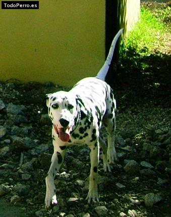 Foto del perro Nari