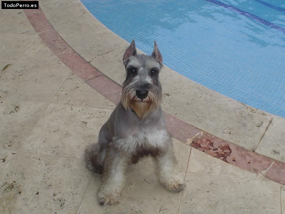 La foto del perro