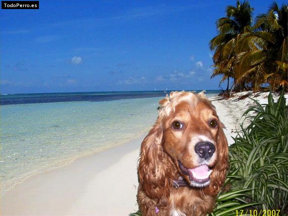 La foto del perro