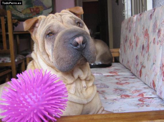 La foto del perro