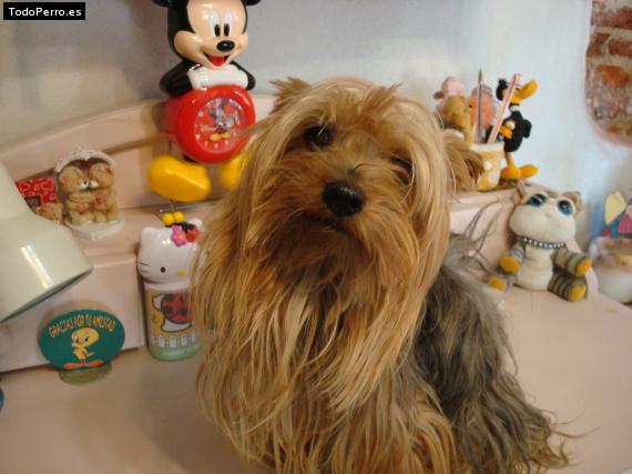 La foto del perro