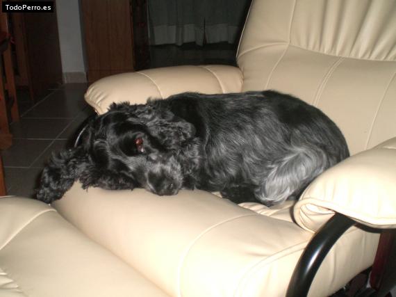La foto del perro