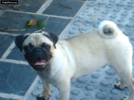 La foto del perro