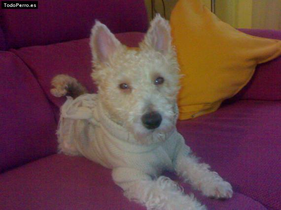 La foto del perro