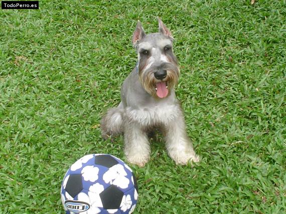 La foto del perro