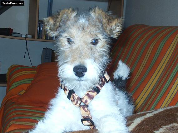 La foto del perro