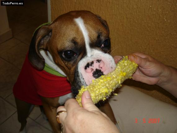 La foto del perro