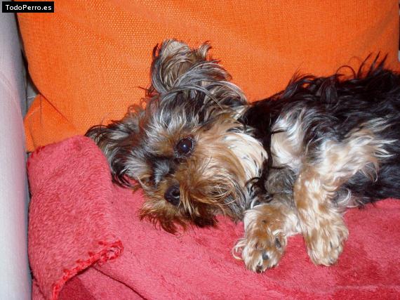 La foto del perro