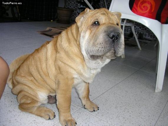 La foto del perro