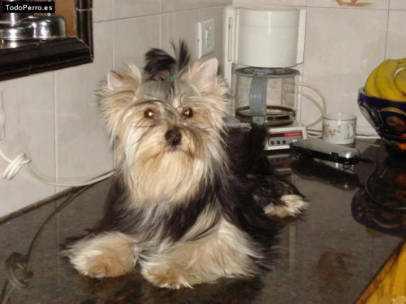 La foto del perro
