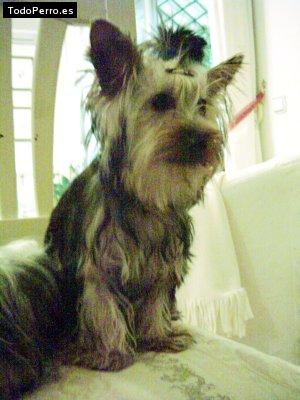 La foto del perro
