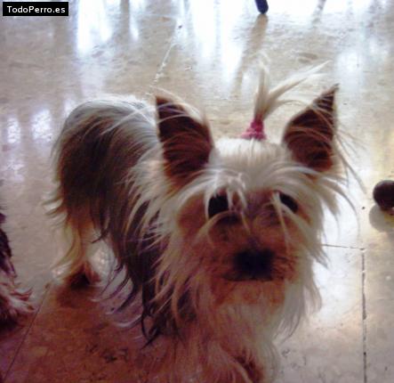 La foto del perro