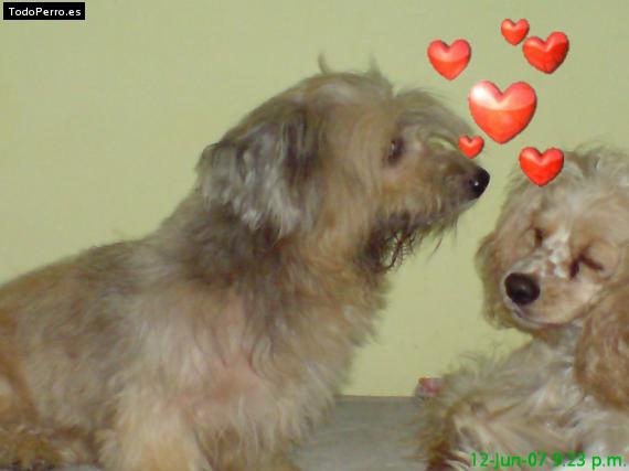 La foto del perro