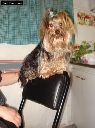 La foto del perro