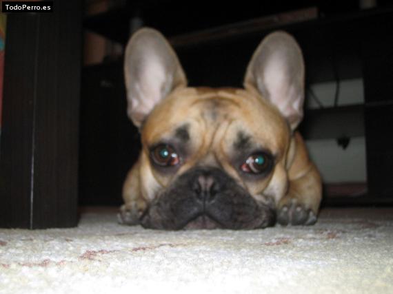 La foto del perro
