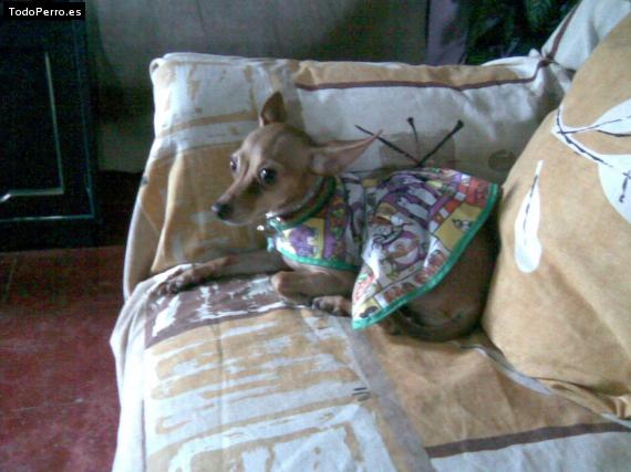 La foto del perro