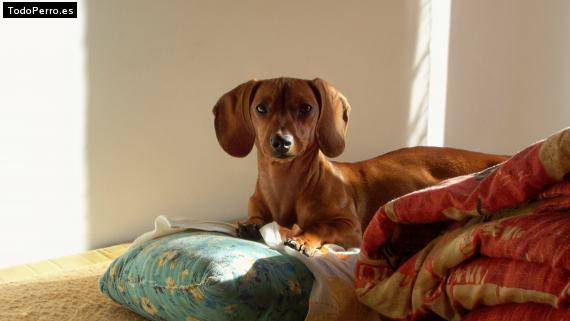 La foto del perro