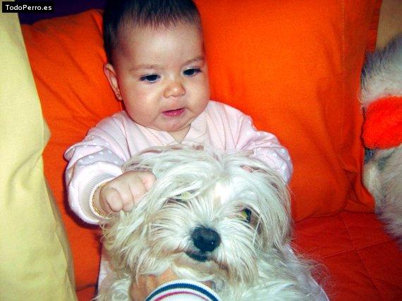 La foto del perro
