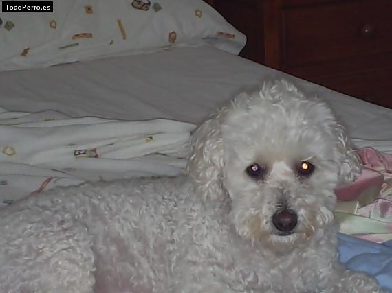 La foto del perro