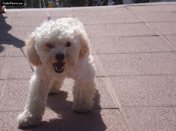 La foto del perro