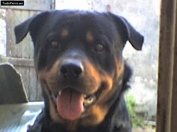 La foto del perro