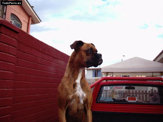 La foto del perro