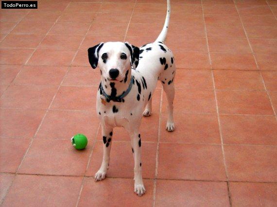 La foto del perro
