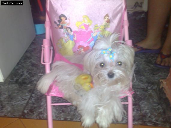 La foto del perro