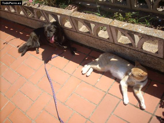 La foto del perro