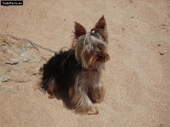 La foto del perro