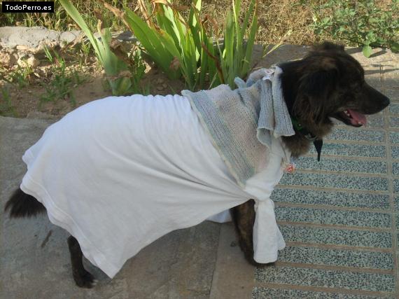 La foto del perro