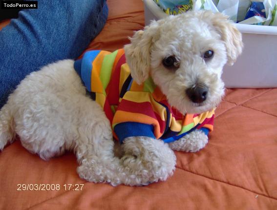 La foto del perro