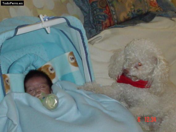 La foto del perro
