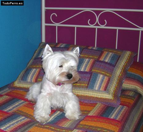 La foto del perro