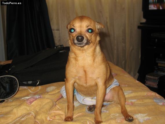 La foto del perro